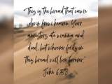 John 6:41-71